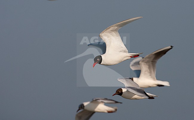 Adult Mediterranean Gull (Ichthyaetus melanocephalus) in flight with three Common Black-headed Gulls near their colony in the Netherlands. stock-image by Agami/Marc Guyt,