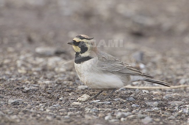 Atlasstrandleeuwerik op de grond; Atlas Horned Lark on the ground stock-image by Agami/Daniele Occhiato,