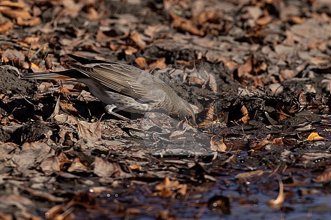 First year Red-throated Trush (Turdus ruficollis) on ground drinking, found near Ulaanbaatar in Mongolia stock-image by Agami/Mathias Putze,