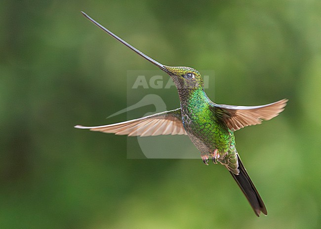 Sword-billed Hummingbird (Ensifera ensifera) stock-image by Agami/Lennart Verheuvel,
