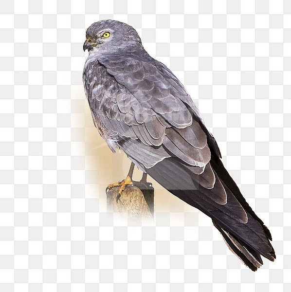 Man Grauwe Kiekendief zittend op een paaltje; Male Montagu's Harrier perched on a pole stock-image by Agami/Rob Olivier,