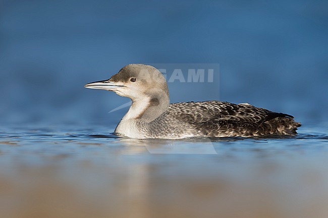 Pacific Loon (Gavia pacifica), Switzerland, 1st cy stock-image by Agami/Ralph Martin,