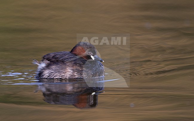 Little Grebe (Tachybaptus ruficollis), adult swimming on golden water in Copenhagen, Denmark stock-image by Agami/Helge Sorensen,