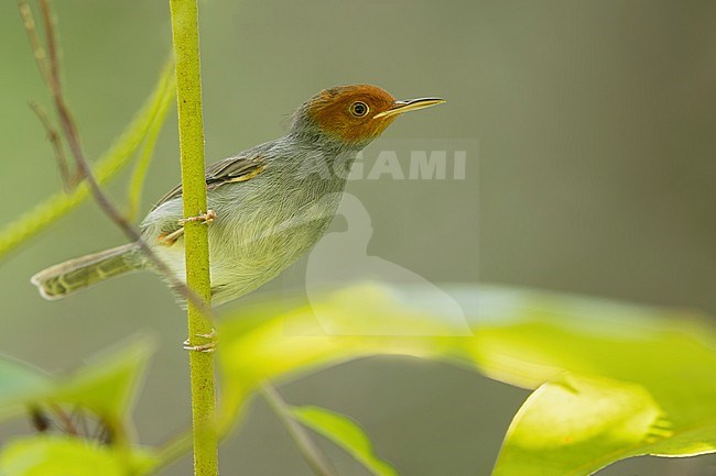 Ashy Tailorbird (Orthotomus ruficeps) Perched on a branch in Borneo stock-image by Agami/Dubi Shapiro,