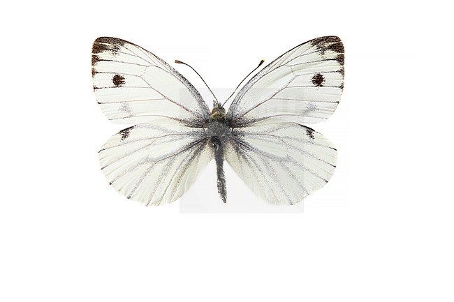 Klein Geaderd Witje, Green-veined White, Pieris napi stock-image by Agami/Wil Leurs,
