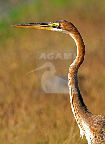 Purperreiger, Purple Heron, Ardea purpurea stock-image by Agami/Alex Vargas,