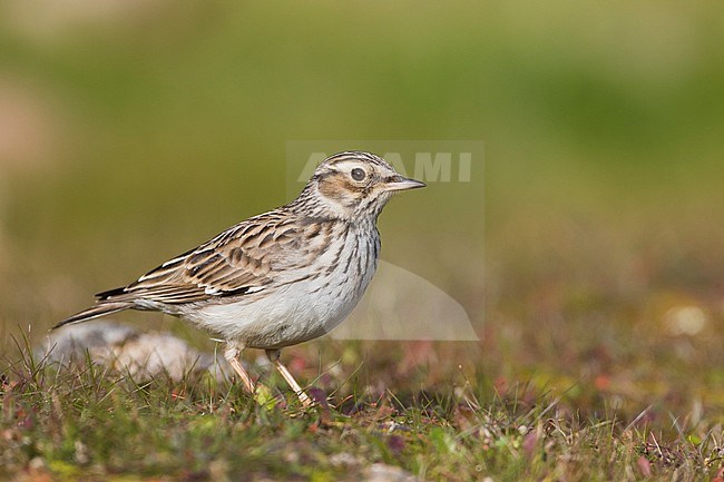 Adult Woodlark, Lullula arborea pallida, in Spain. Standing on the ground. stock-image by Agami/Ralph Martin,