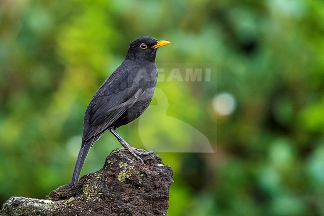Adult male Azores Eurasian Blackbird perched on a bush in Corvo, Azores. October 2017. stock-image by Agami/Vincent Legrand,