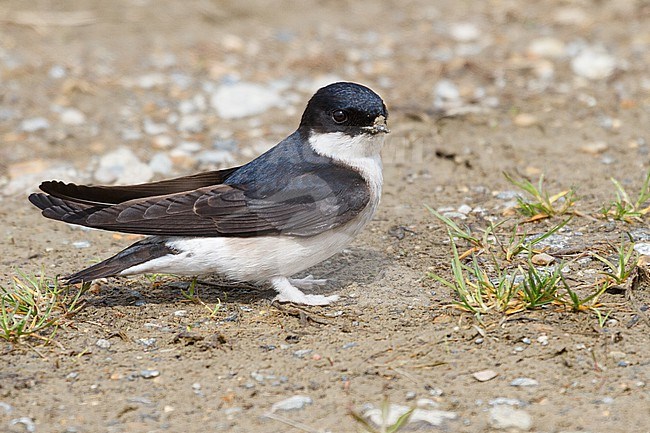 Asian House Martin (Delichon dasypus) on ground in Hokkaido, Japan. stock-image by Agami/Stuart Price,