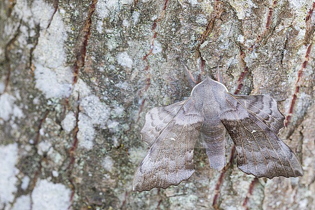 Laothoe populi - Poplar hawk-moth - Pappelschwärmer, Germany (Baden-Württemberg), imago stock-image by Agami/Ralph Martin,