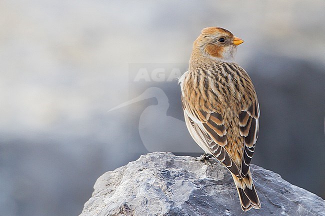Snow Bunting, Plectrophenax nivalis, in winter plumage sitting on basalt rocks part of small flock wintering at North Sea coast. First winter female of subspecies nivalis. Bird seen on the back. stock-image by Agami/Menno van Duijn,