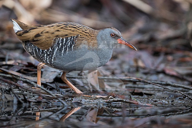 Adult Water Rail (Rallus aquaticus aquaticus) walking on the ground in a wetland in Germany. stock-image by Agami/Ralph Martin,