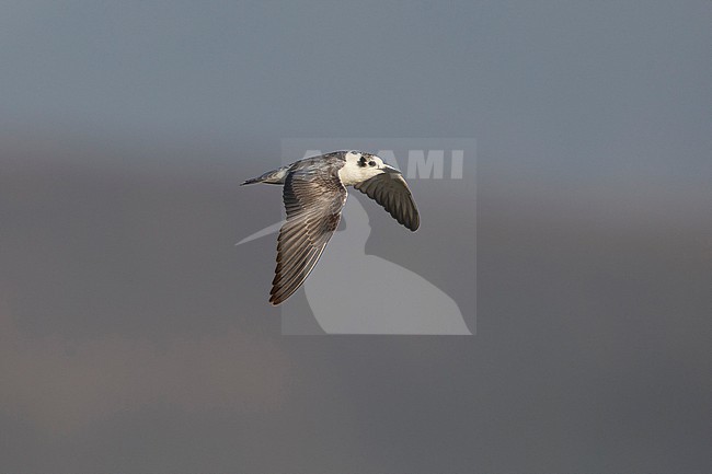 immature white-winged tern or white-winged black tern (Chlidonias leucopterus) in flight, found at Lake Chamo in Ethiopia stock-image by Agami/Mathias Putze,
