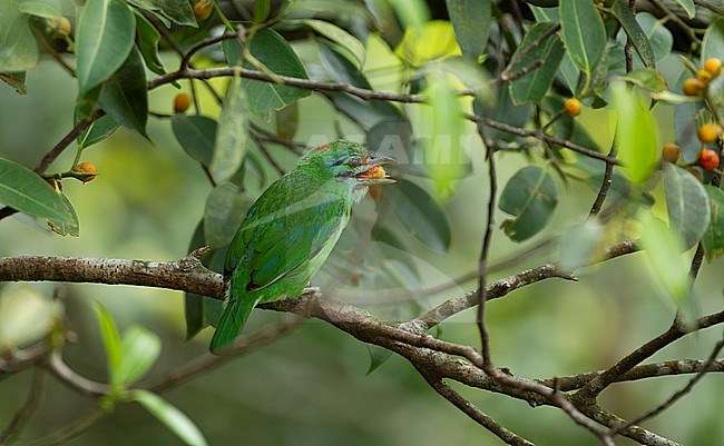 Moustached Barbet (Psilopogon incognitus) perched at Khao Yai NP, Thailand stock-image by Agami/Helge Sorensen,