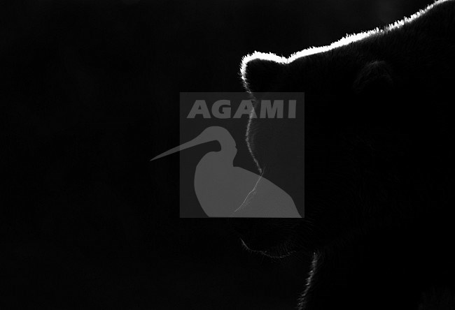Black-and-white image of an adult Grizzly Bear (Ursus arctos) in North America with strong backlight. stock-image by Agami/Danny Green,