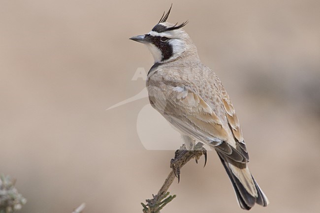 Temmincks Strandleeuwerik; Temminck's Lark stock-image by Agami/Daniele Occhiato,
