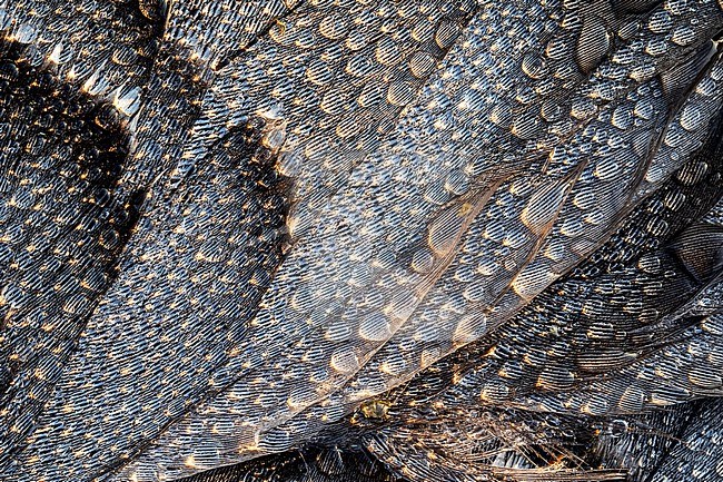 Dewdrops on the feathers of a dead Barnacle Goose. stock-image by Agami/Wil Leurs,