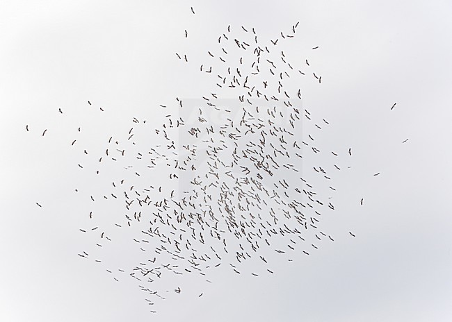 Grote groep Ooievaars op trek over Straat van Gibraltar; Large flock of White Storks on migration over Strait of Gibraltar stock-image by Agami/Markus Varesvuo,