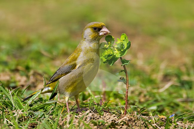 Foeragerend mannetje Groenling; Foraging male European Greenfinch stock-image by Agami/Daniele Occhiato,