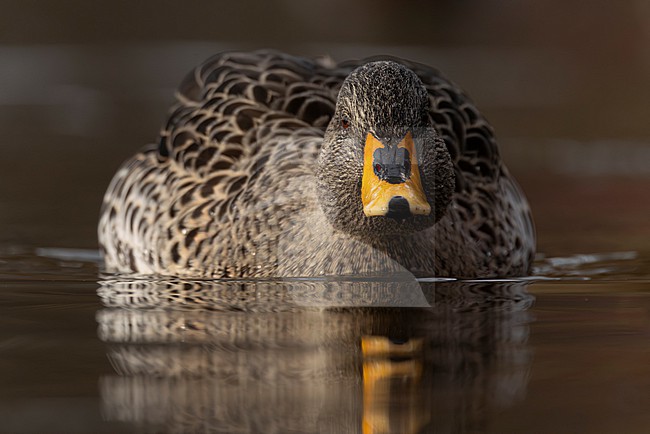Hybrid duck from Hybrid, Indian spot-billed duck (Anas poecilorhyncha) and Yellow-billed duck  (Anas undulata) swimming in frontal view stock-image by Agami/Mathias Putze,