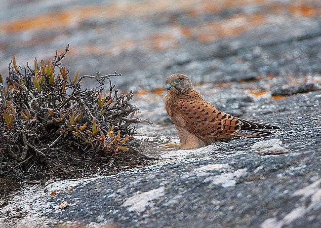 Adult Rock Kestrel (Falco rupicolus) perched on a rock in South Africa. stock-image by Agami/Marc Guyt,
