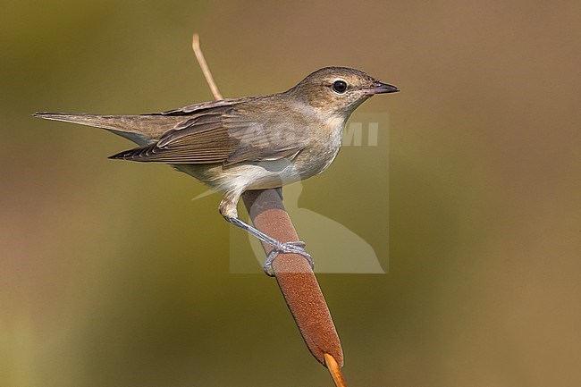 Garden Warbler (Sylvia borin) perched on a branch stock-image by Agami/Daniele Occhiato,