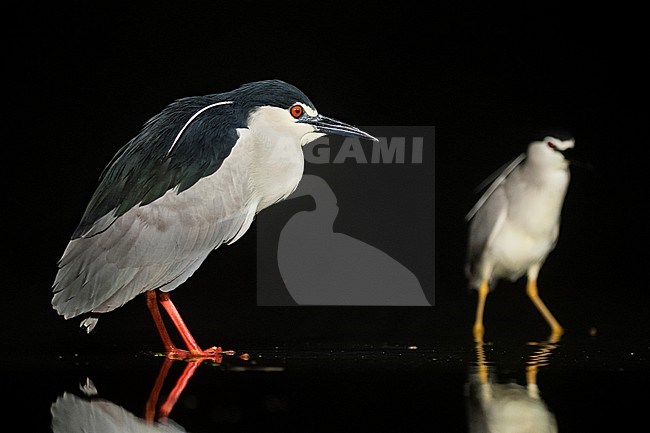 Kwakkend staand in water; Black-crowned Night Herons standing in water stock-image by Agami/Marc Guyt,