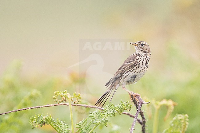 Meadow pipit (Anthus pratensis) perched on a bramble, with ferns and vegetation as backgorund, in Brittany, France. stock-image by Agami/Sylvain Reyt,
