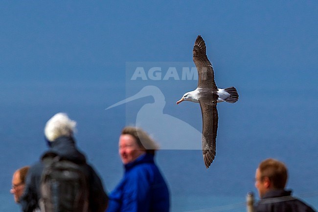 Famous returning adult Black-browed Albatross on Heligoland, Germany. stock-image by Agami/Vincent Legrand,