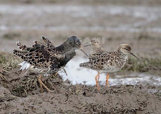 Ruff (Philomachus pugnax), Group on a flooded meadow. stock-image by Agami/Fred Visscher,
