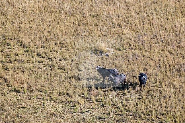 An aerial view of a group of African buffalo, Syncerus caffer. Okavango Delta, Botswana. stock-image by Agami/Sergio Pitamitz,