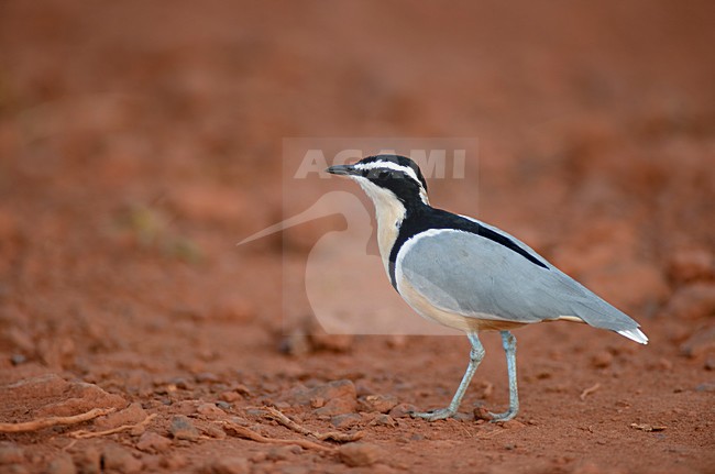 Krokodilwachter, Egyptian Plover stock-image by Agami/Marten van Dijl,
