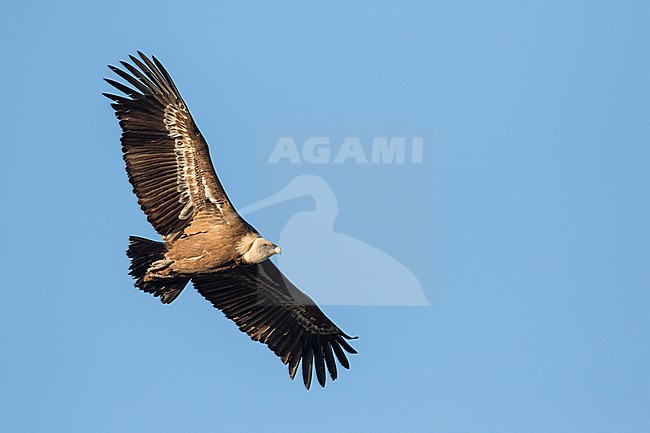 Eurasian Griffon Vulture - Gänsegeier - Gyps fulvus ssp. fulvus, Spain, adult stock-image by Agami/Ralph Martin,