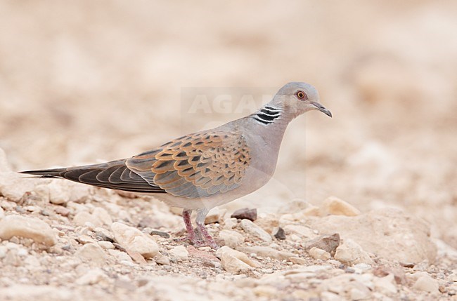 Zomertortel op de grond; Turtle Dove on the ground stock-image by Agami/Markus Varesvuo,