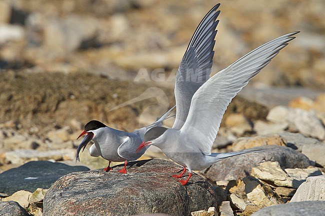 Arctic Tern (Strena paradisaea) perched on a rock in Churchill, Manitoba, Canada. stock-image by Agami/Glenn Bartley,