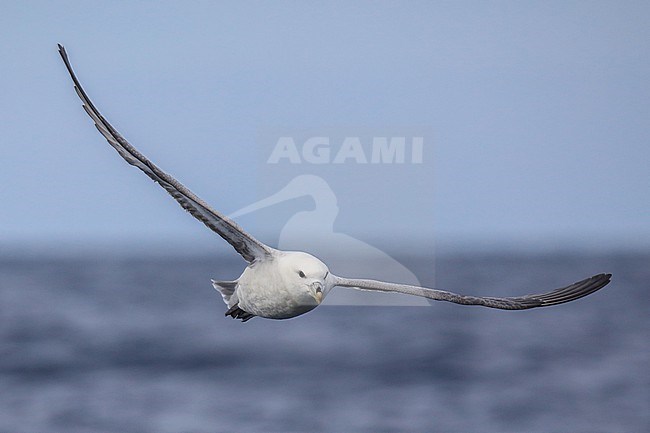 Northern fulmar (Fulmarus glacialis) flying against the sea and the sky producing a blue background, in Brittany, France. stock-image by Agami/Sylvain Reyt,