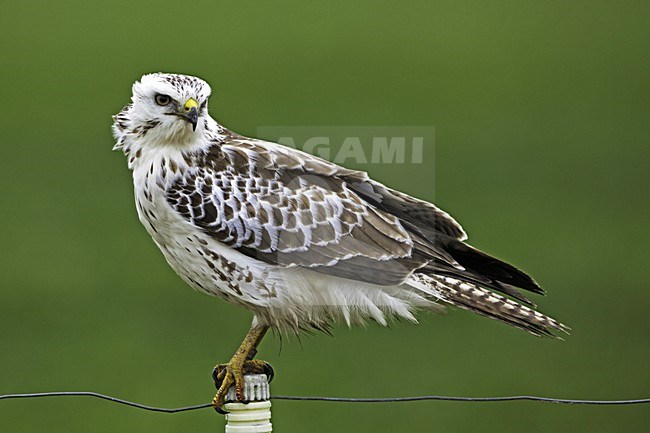 Buizerd zittend op een paaltje; Common Buzzard perched on a pole stock-image by Agami/Rob Olivier,
