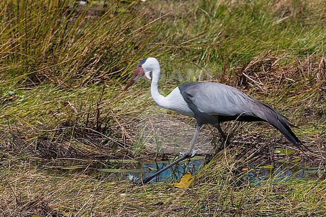 Portrait of a wattled crane, Bugeranus carunculatus, hunting. Khwai Concession Area, Okavango Delta, Botswana. stock-image by Agami/Sergio Pitamitz,