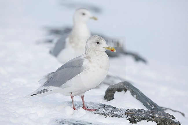 Kumliens Meeuw, Kumlien's Gull, Larus glaucoides kumlieni stock-image by Agami/Chris van Rijswijk,