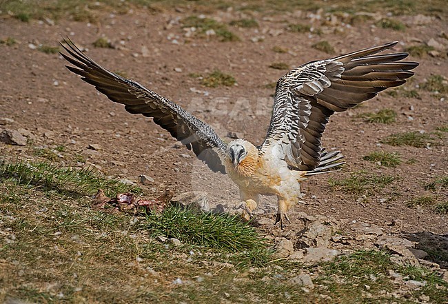 Bearded Vulture in flight, Lammergier in de vlucht stock-image by Agami/Alain Ghignone,