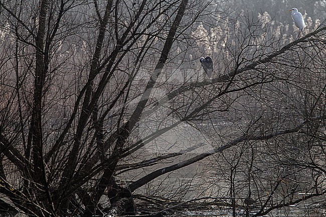 Great Egret in the snow stock-image by Agami/Menno van Duijn,