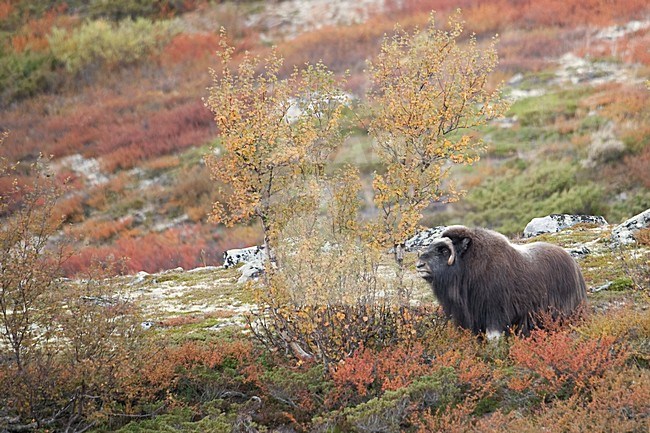 Muskusos op toendra; Muskox in tundra stock-image by Agami/Han Bouwmeester,