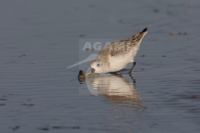 Foeragerende Drieteenstrandloper; Foraging Sanderling stock-image by Agami/Arie Ouwerkerk,