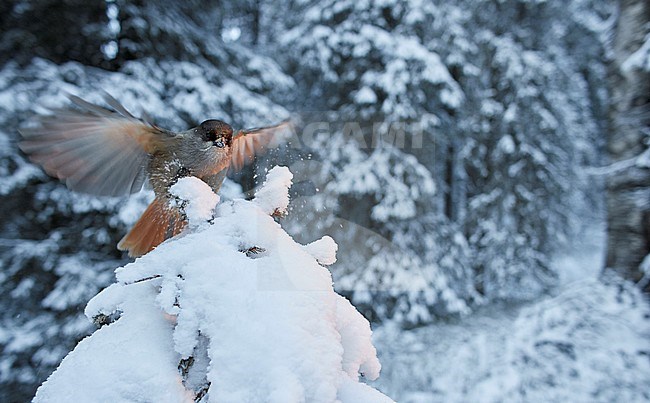 Siberian Jay (Perisoreus infaustus) in the snow,  Kuusamo Finland December 2018 stock-image by Agami/Markus Varesvuo,