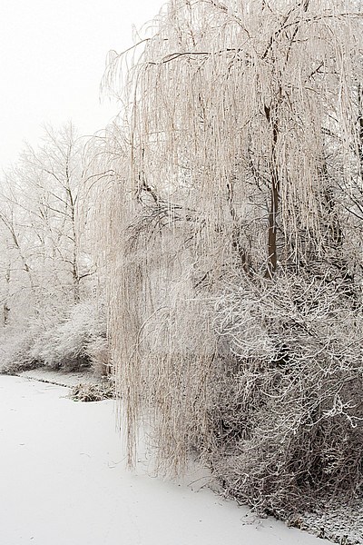 Trees covered in frost standing at waterside of frozen ditch at Katwijk stock-image by Agami/Marc Guyt,