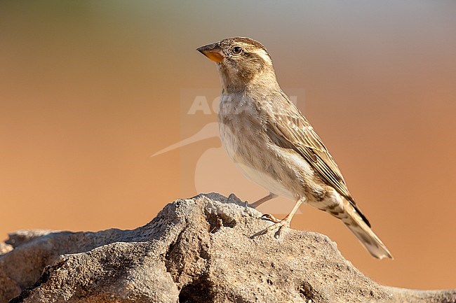 Rock Bunting, Petronia petronia stock-image by Agami/Onno Wildschut,
