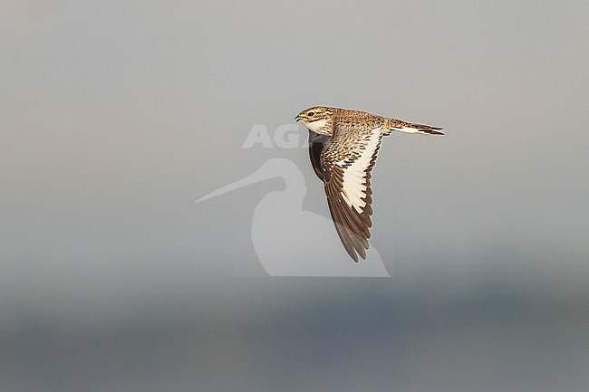 Sand-colored Nighthawk (Chordeiles rupestris) in flight on a beach on an island in the Amazon river in Colombia. Showing upperwing. stock-image by Agami/Rafael Armada,