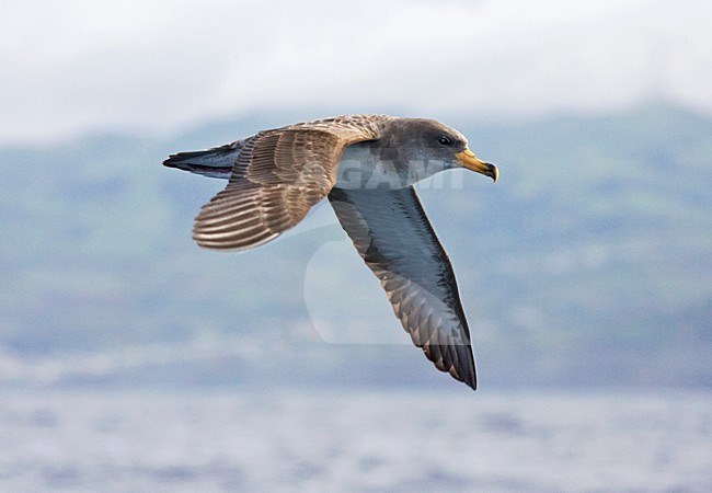 Kuhls pijlstormvogel, Cory's Shearwater, Calonectris borealis stock-image by Agami/Marc Guyt,