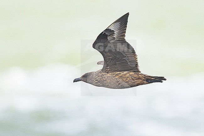  stock-image by Agami/Menno van Duijn,