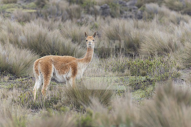 Vicuña (Lama vicugna) in Ecuador. One of the two wild South American camelids, which live in the high alpine areas of the Andes. stock-image by Agami/Glenn Bartley,